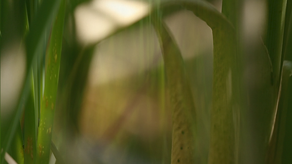 Cattail Overlay.Still1.jpg